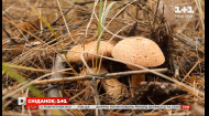 Де ховаються гриби у лісі та як швидко знайти грибні місця — Сніданок.Гриби