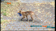 У екологічному районі Берліна місцеві зловили лисицю на крадіжці взуття