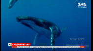 Захватывающие факты про горбатого кита