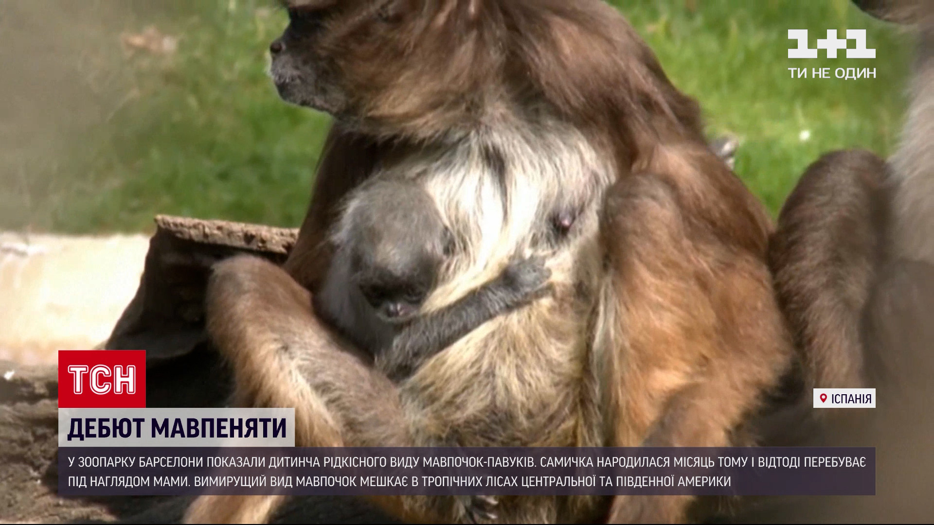 Новости мира: в зоопарке Барселоны показали детеныша редких обезьянок-пауков