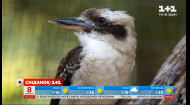 Птица, которая смеется: интересные факты про кукабарру