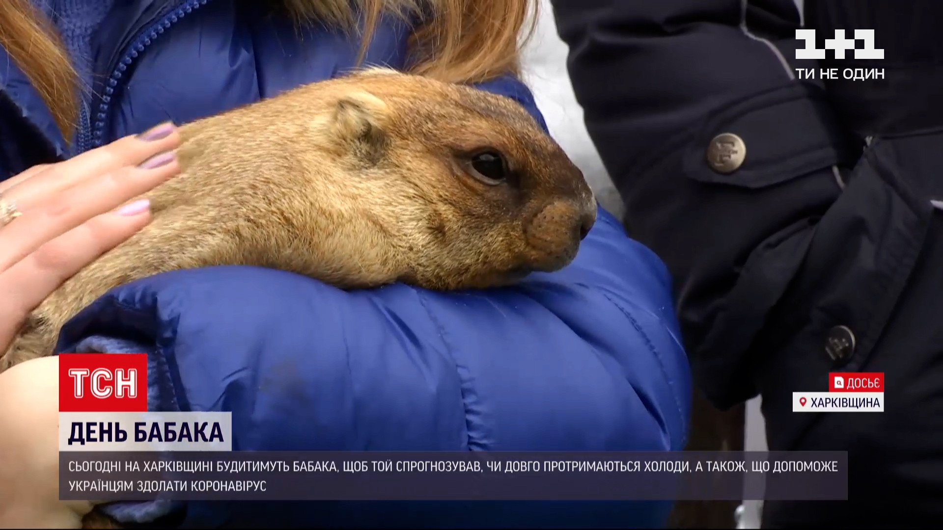 Какой будет весна: в Харьковской области будут будить сурка Тимку