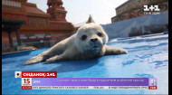 Международный день защиты бельков: интересные факты о детенышах гренландского тюленя