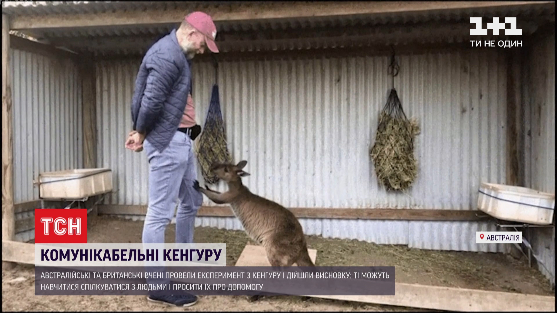 Кенгуру трахаются, зоо секс животных