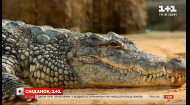 Чому крокодиляче м’ясо цінують гурмани в усьому світі
