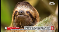 Самое медленное животное на планете: интересные факты о ленивцах