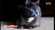 День кошек: интересные факты о домашних любимцах