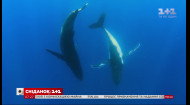 Вражаючі факти про китів та дельфінів – Поп-наука