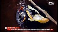 Сначала была гусеница: интересные факты о жизненном цикле бабочек