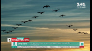 День мігруючих птахів: через які випробування проходять пернаті під час подорожей