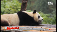 Як у Китаї панд рятують від вимирання — дивіться у новому випуску “Світ навиворіт”