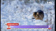 Європейський день кота: як допомогти пухнастому улюбленцю пережити холод