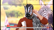 Какие интересные факты про зебр стоит знать — Викторина в утреннем шоу “Сніданок. Выходной 