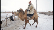 Как Дмитрий Комаров укротил верблюда – Смотрите 