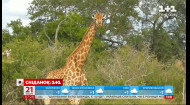 Найвищий тиск серед ссавців: чим цікава кровоносна система у жирафів – Поп-наука