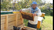 Как пчеловоды ведут свое сладкое дело – Свой бизнес