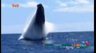 Американський рибалка побував у пащі кита: як йому вдалося вижити