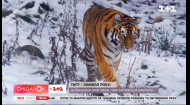 Як тигри зимують в Україні