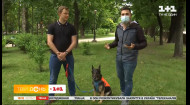 Що провокує собак нападати та як захиститися від їхньої агресії – кінолог Владислав Плахтій