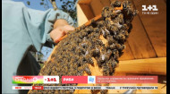 Де у Карпатах можна лікуватися бджолами – дізнайтеся в програмі Мандруй Україною з Дмитром Комаровим