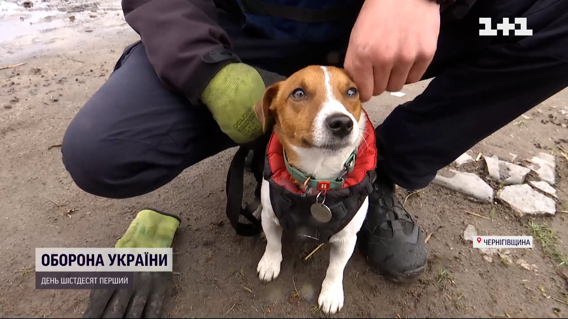 Хозяева Патрона рассчитывали на другую судьбу для своего любимца