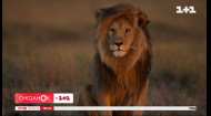 Почему львам важно жить в естественных для них условиях – Поп-наука