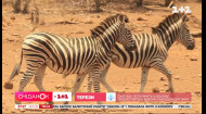 Міжнародний день зебри: звідки взялися смужки і для чого вони потрібні
