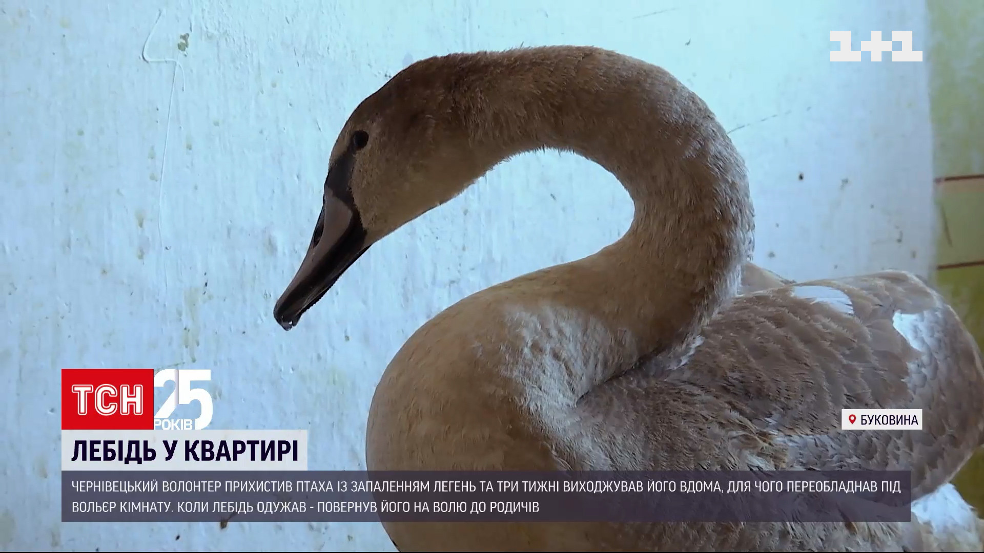 На озеро в центре Ивановки после зимовки выпустили лебедей (видео)