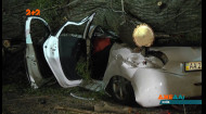 Огромный ствол дерева раздавил авто в Киеве: водитель погиб на месте, пассажирку забрала скорая