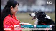 Собаки вміють розрізняти мови – Сенсаційне відкриття будапештських вчених