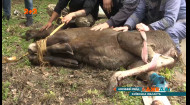 Операция по спасению лося: животное сломало заднюю конечность во время ночного забега под Киевом