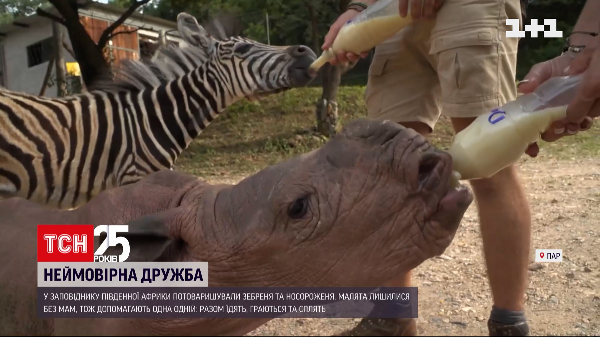 В заповеднике Южной Африки подружились детеныши носорога и зебры | Новости  мира