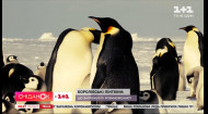 Які особливості є в королівських пінгвінів – Поп-наука