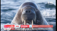Моржі – цікаві факти про морських велетнів