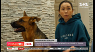 Неухоженные и опасные: под Киевом собаки из приюта нападают на людей и животных