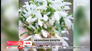 Бережіть підсніжники: Сніданок закликає не купувати первоцвіти і нагадує про штраф