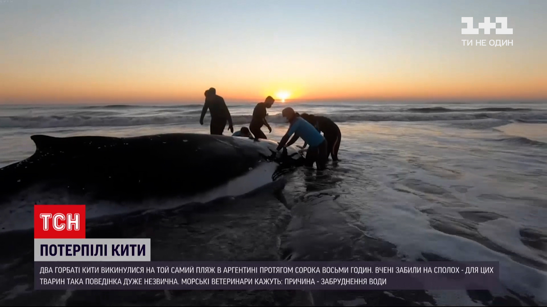 Новости мира: странное поведение животных - на аргентинский пляж  выбросились два горбатых кита