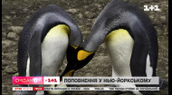 Пополнение в нью-йоркском зоопарке: однополая пара пингвинов высидела яйцо