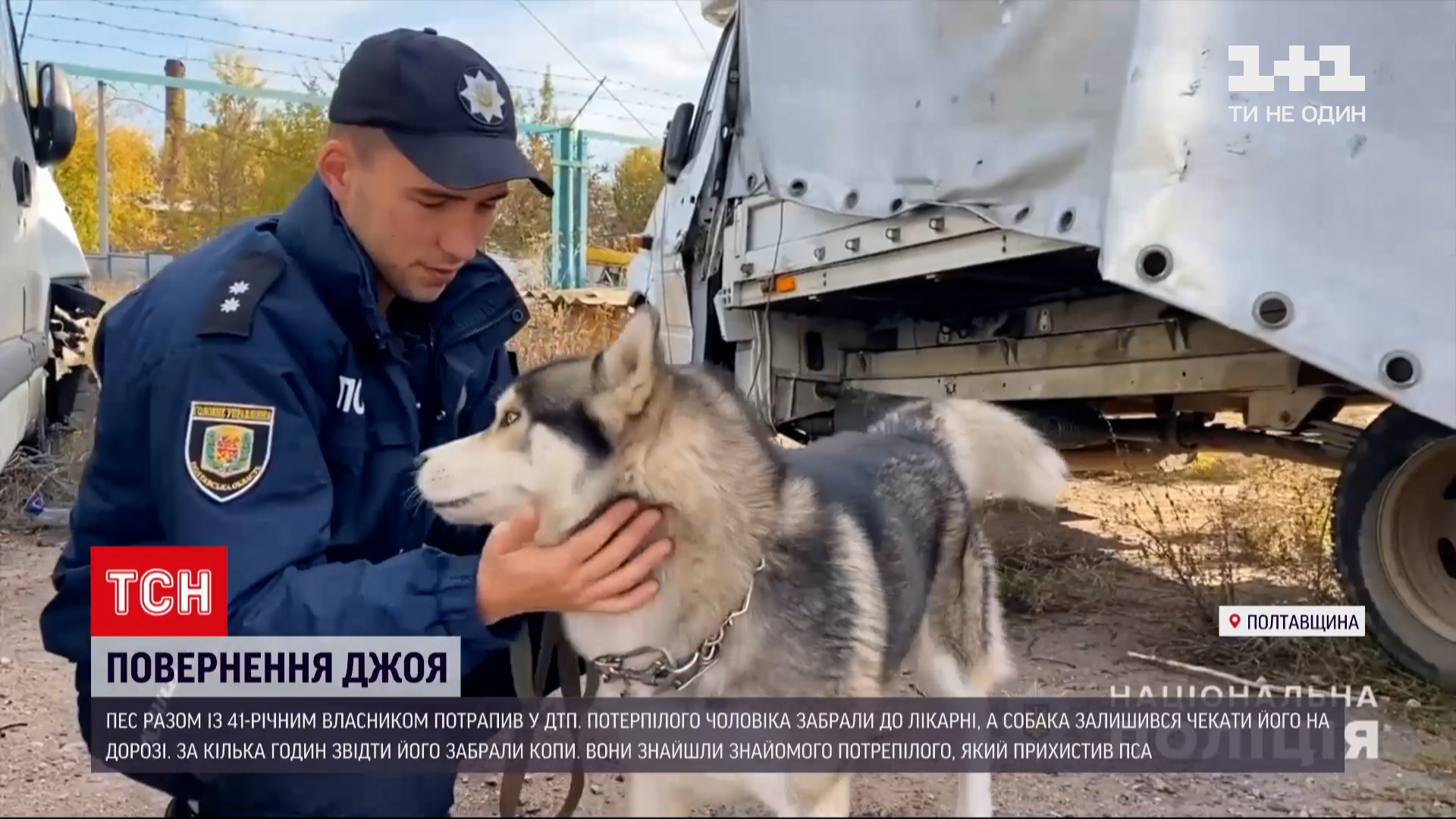 Новости Украины: в Полтавской области копы помогли вернуть домой собаку,  попавшую в ДТП