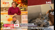 Зірка ТікТок кіт Степан на прямому включенні зі Сніданком з 1+1
