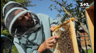 Яка на смак страва з мертвих бджіл та як роблять мед на пасіці