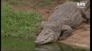 Хитрые, выносливые и хладнокровные - Интересные факты о крокодилах