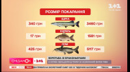 Дорогая рыбка: в Украине повысили штрафы за незаконный вылов рыбы