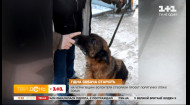 На Чернігівщині волонтери стерилізаційного центру дарують собакам шанс на щасливу старість