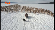 Народ, що живе у шведській сніговій пустелі та розводить оленів – Саами