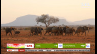 Мій путівник. Кенія — колорит міста Момбаса та безкрайні савани з дикими тваринами