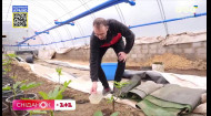 Замість креветок – овочі: фермер із Київщини перетворив басейн на теплицю