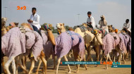Что такое верблюжьи гонки в Объединенных Арабских Эмиратах и почему их так обожают миллионеры