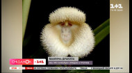 Дракула або мавпяча орхідея: рідкісні види орхідей, які схожі на маленькі мордочки приматів