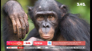 Шимпанзе научились лечить друг друга: как это повлияет на эволюцию – Поп-наука